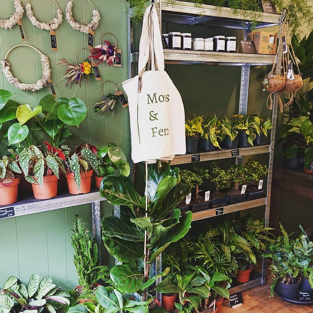 Moss Plant Shop